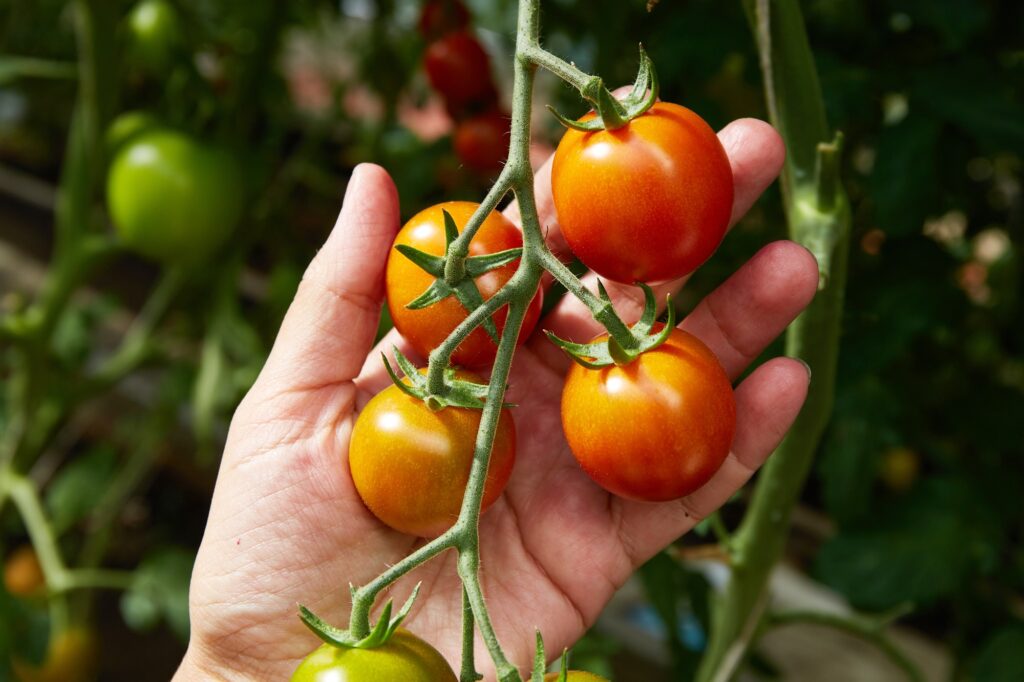 A branch of ripe tomatoes in a woman's hand. Growing organic tomatoes