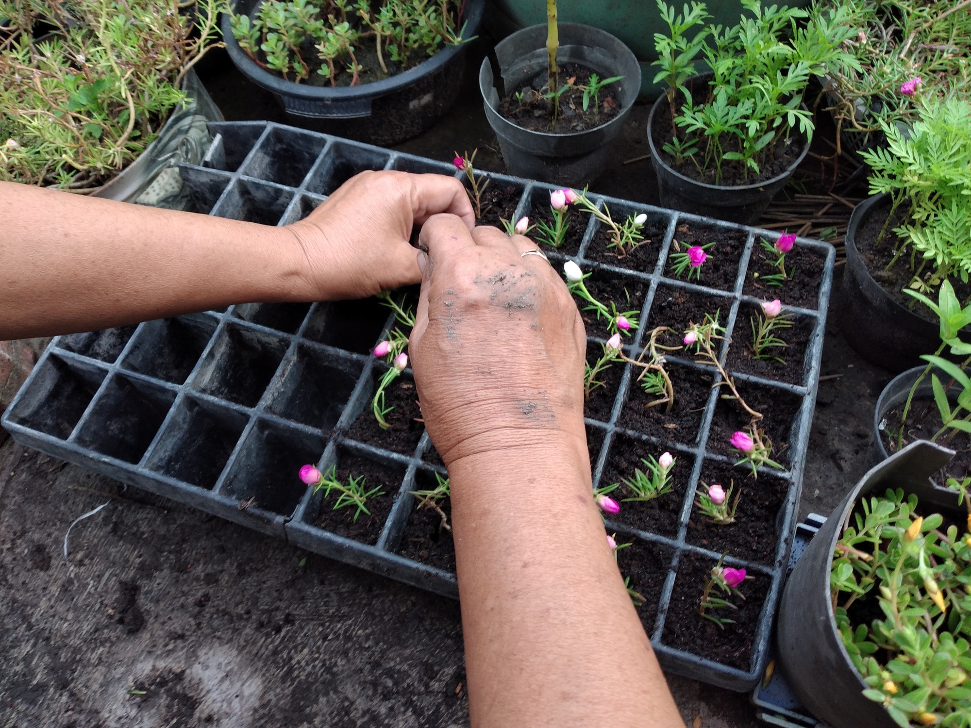 Photo of a woman's hands tending to plants in a garden.