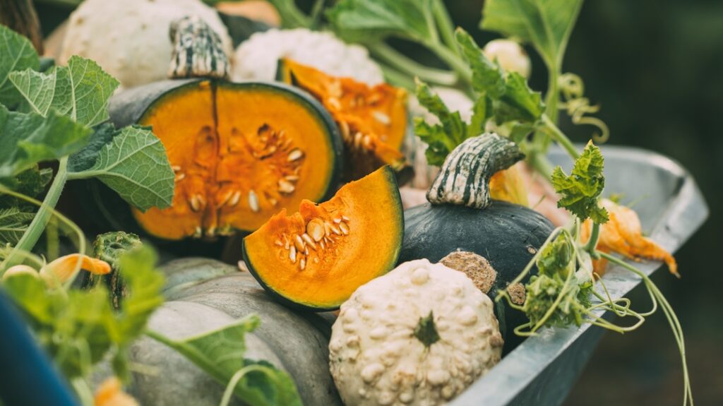 Different pumpkins in an autumn garden