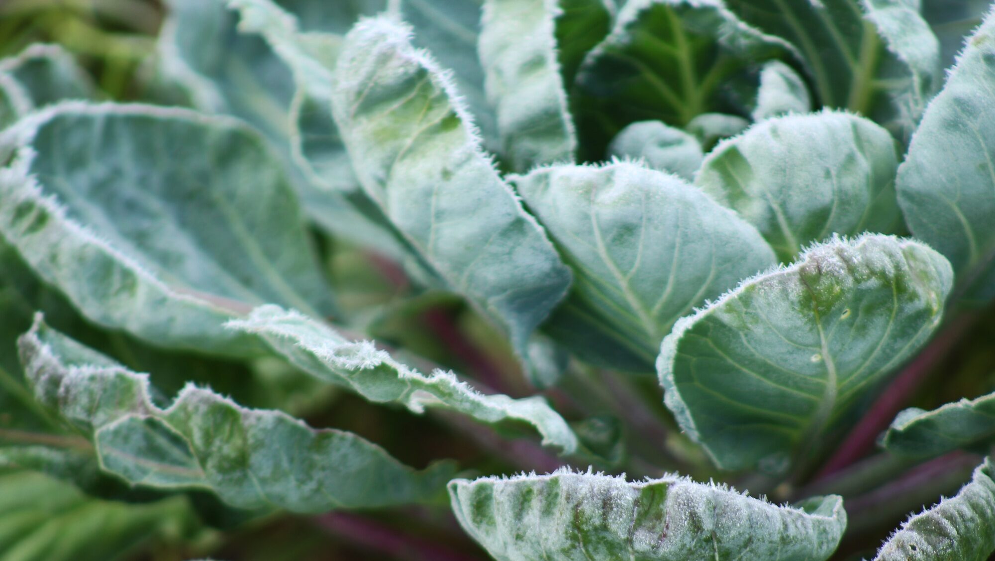 Garden frost on cabbage plant in the garden